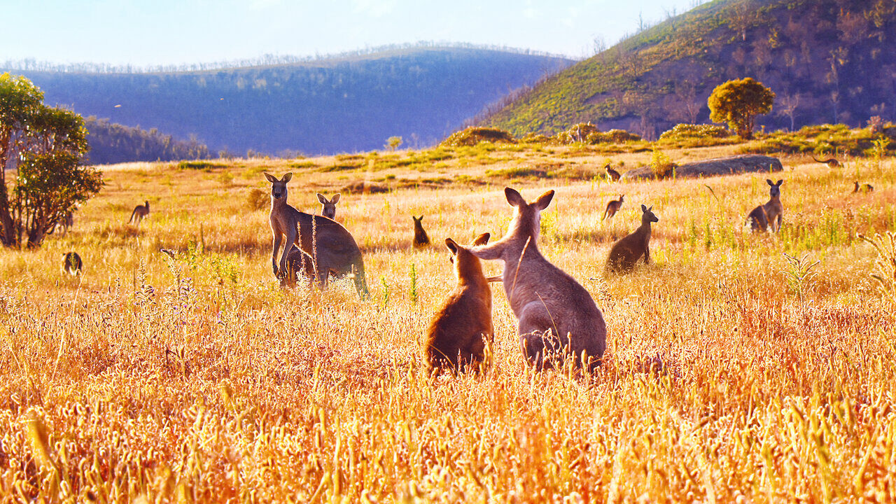 Xem phim Thung lũng kangaroo  - Kangaroo Valley (2022)