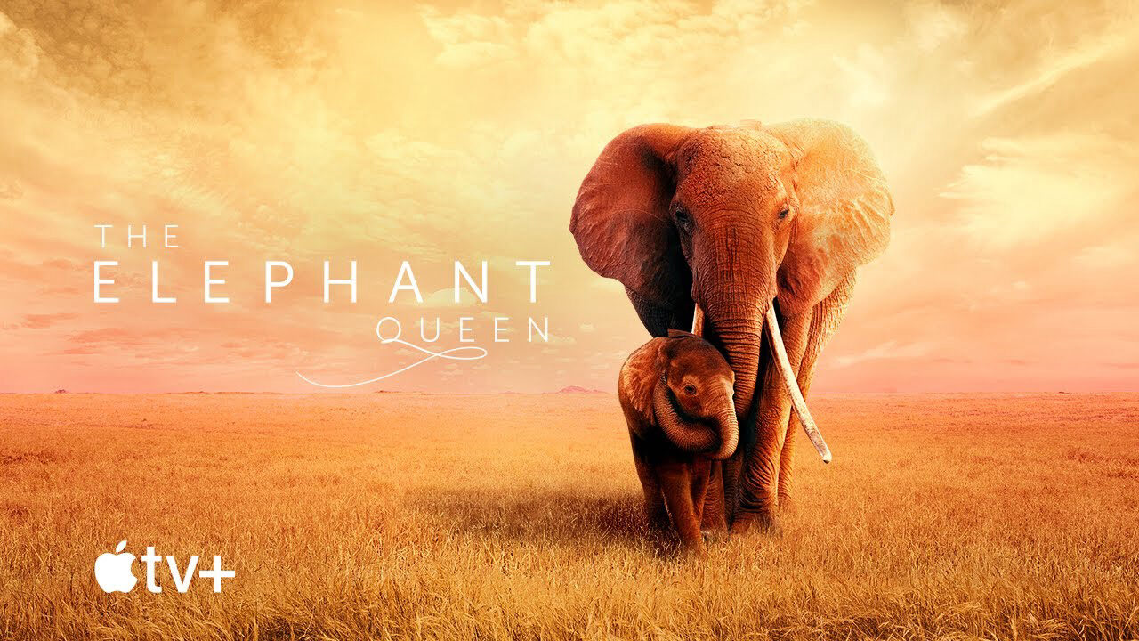 Xem phim Nữ Hoàng Voi  - The Elephant Queen (2019)