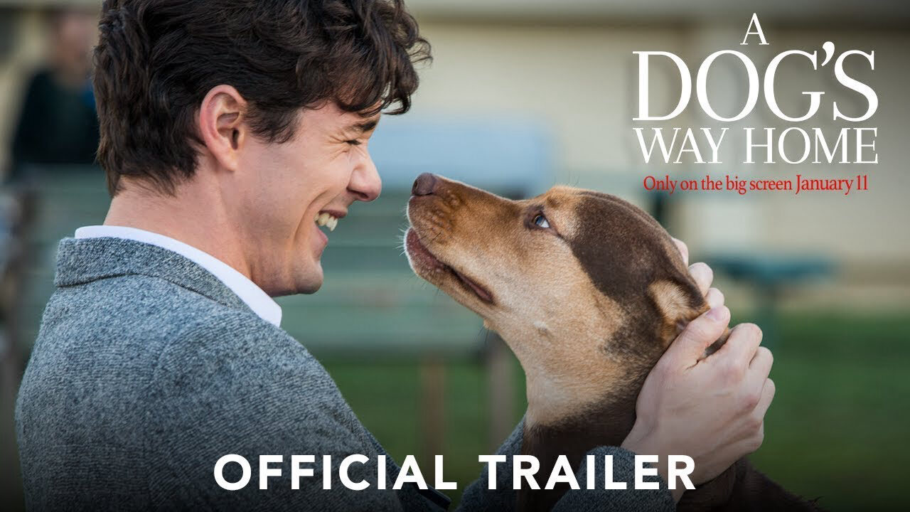 Xem phim Đường Về Nhà Của Cún Con  - A Dogs Way Home (2019)