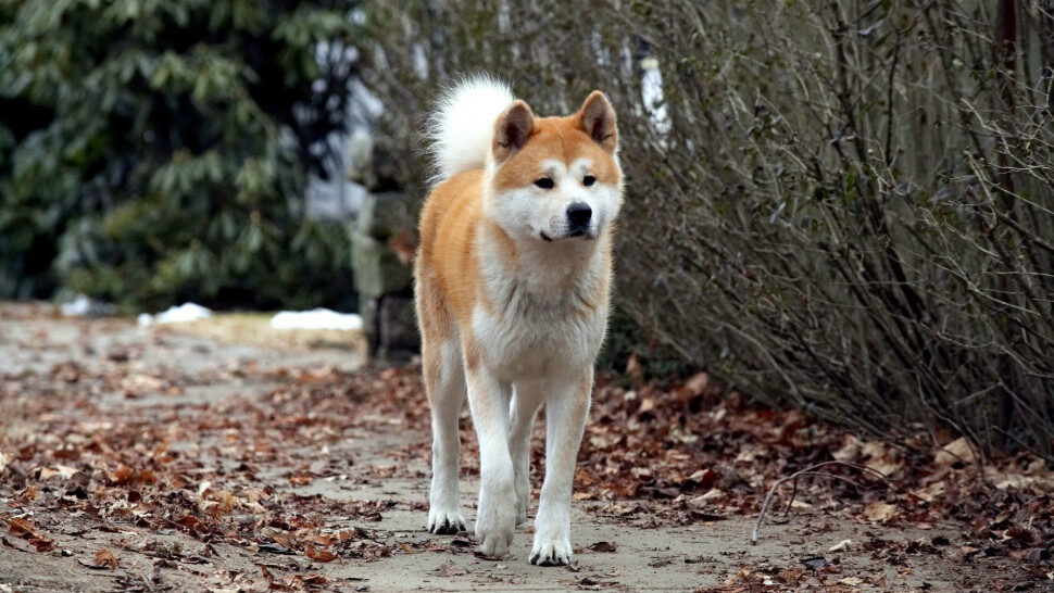 Xem phim Hachiko Chú Chó Trung Thành  - Hachi A Dogs Tale (2009)