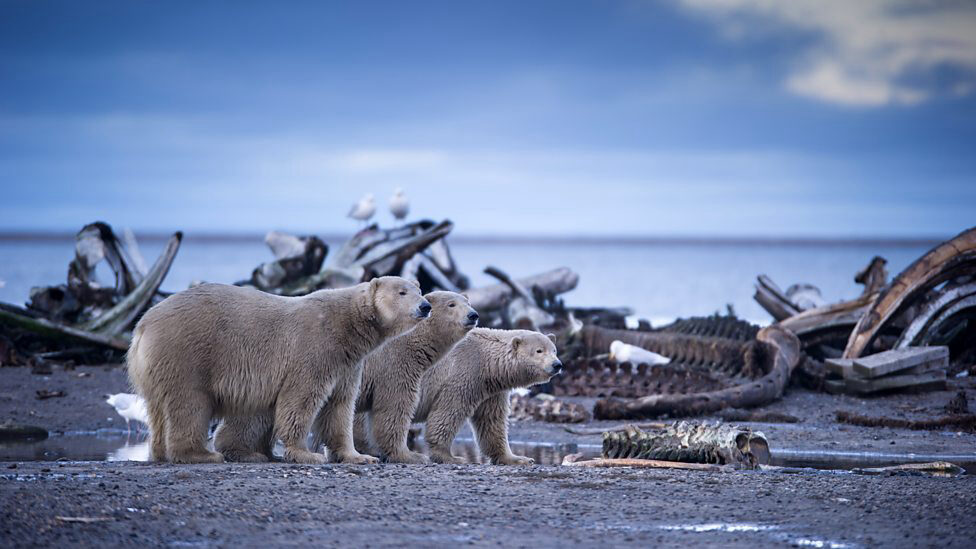 Xem phim Alaska Vương Quốc Băng Giá  - Alaska Earths Frozen Kingdom (2015)