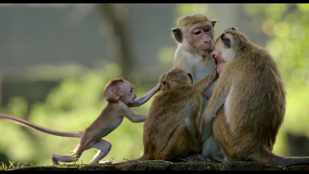 Xem phim Vương Quốc Loài Khỉ  - Monkey Kingdom (2015)