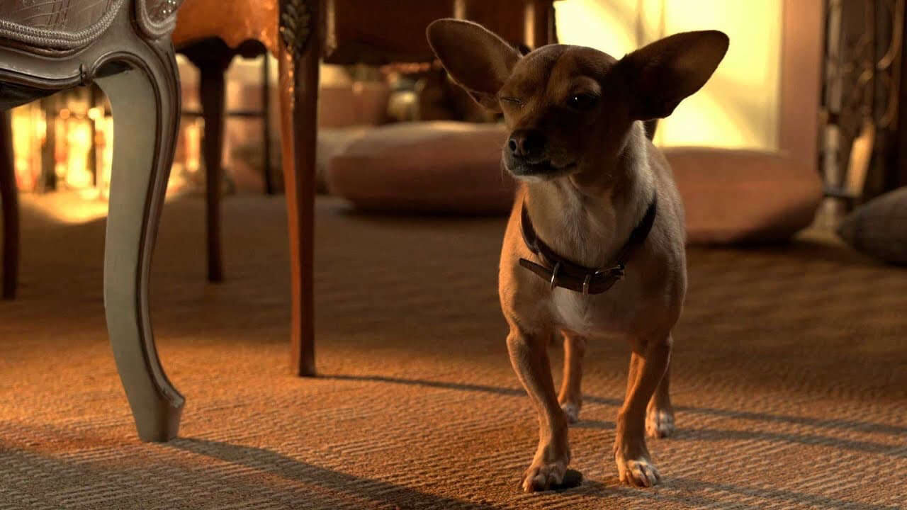 Xem phim Nữ Minh Tinh Và Chàng Lãng Tử  - Beverly Hills Chihuahua 3 Viva La Fiesta (2012)