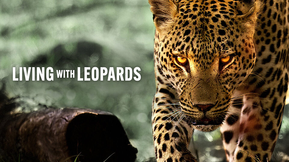 Xem phim Living with Leopards  - Living with Leopards (2024)