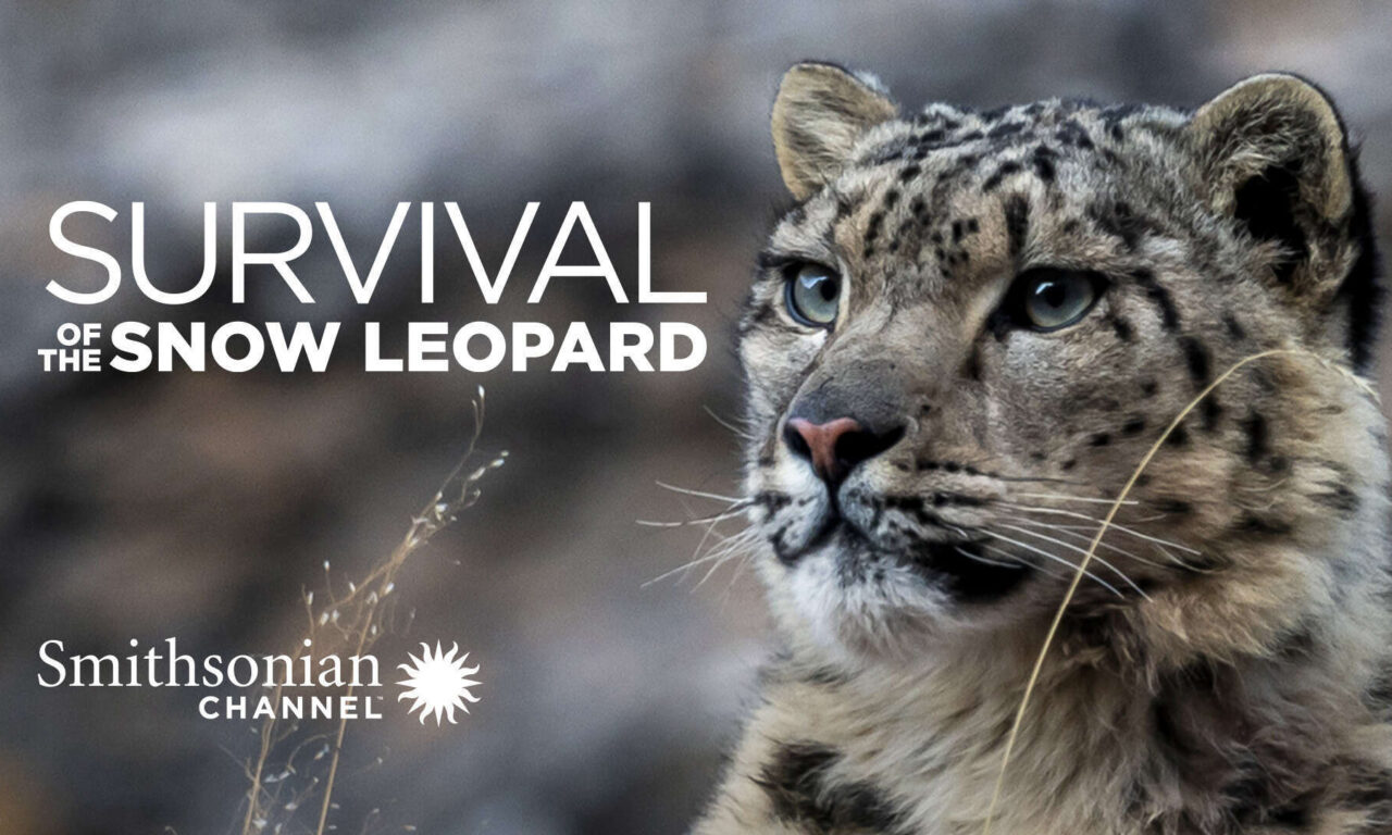 Xem phim Survival Of The Snow Leopard  - Survival Of The Snow Leopard (2020)