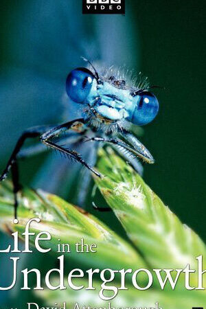 Tập full Thế Giới Côn Trùng - Life in The Undergrowth (2005)-Life in The Undergrowth